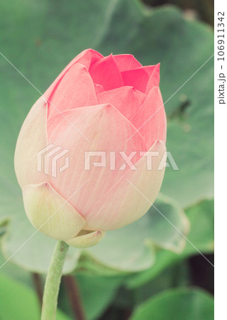 Pink lotus flowers, large flowers, oval buds. pink slender tip 106911342