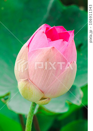 Pink lotus flowers, large flowers, oval buds. pink slender tip 106911343