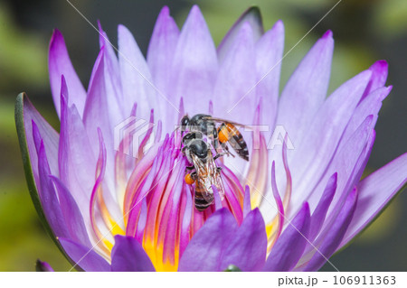 The little bee feeds on the nectar of the blooming purple lotus. 106911363