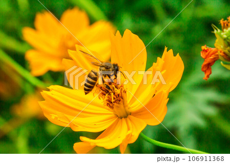bee on marigold , bee on yellow flower bee on marigold , bee on yellow flower 106911368