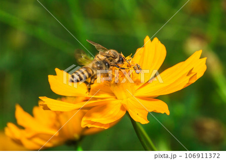 bee on marigold , bee on yellow flower bee on marigold , bee on yellow flower 106911372