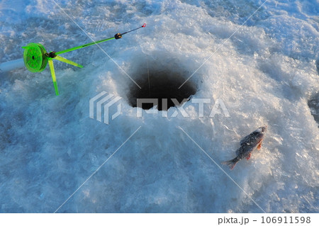 Frozen small perch on snow and ice. Catch caught during winter fishing. River perch or common perch Perca fluviatilis, ray-finned fish of the genus of freshwater perches. Fishing rod in the hole Frozen small perch on snow and ice. Catch caught during winter fishing. River perch or common perch Perca fluviatilis, ray-finned fish of the genus of freshwater perches. Fishing rod in the hole 106911598