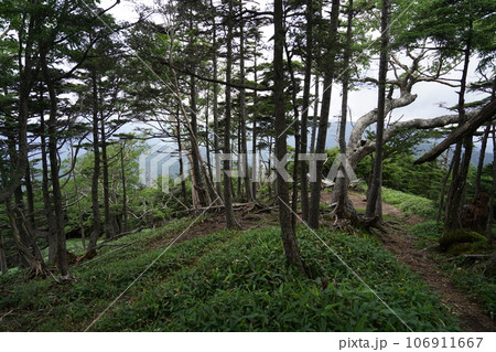 栃木県奥日光　山王帽子山2077mの山頂付近 106911667