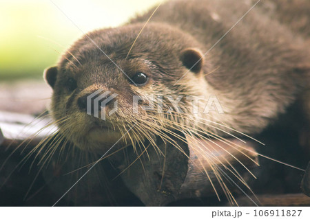 The small-clawed otter is a mammal. Live in water like to live in herds for food. The small-clawed otter is a mammal. Live in water like to live in herds for food. 106911827