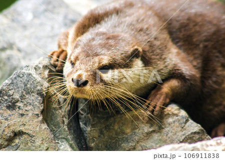 The small-clawed otter is a mammal. Live in water like to live in herds for food. The small-clawed otter is a mammal. Live in water like to live in herds for food. 106911838