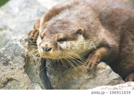 The small-clawed otter is a mammal. Live in water like to live in herds for food. The small-clawed otter is a mammal. Live in water like to live in herds for food. 106911839