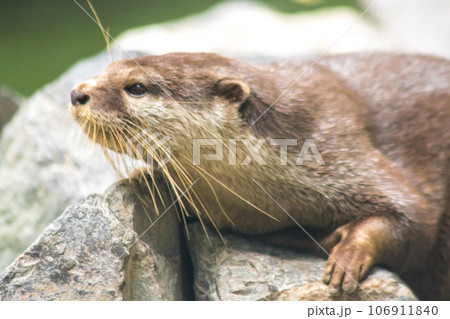 The small-clawed otter is a mammal. Live in water like to live in herds for food. The small-clawed otter is a mammal. Live in water like to live in herds for food. 106911840