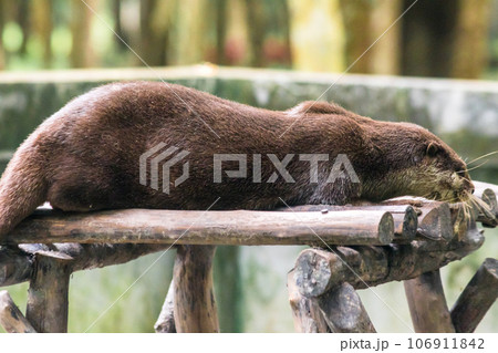 The small-clawed otter is a mammal. Live in water like to live in herds for food. The small-clawed otter is a mammal. Live in water like to live in herds for food. 106911842