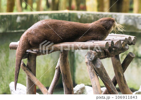 The small-clawed otter is a mammal. Live in water like to live in herds for food. The small-clawed otter is a mammal. Live in water like to live in herds for food. 106911843
