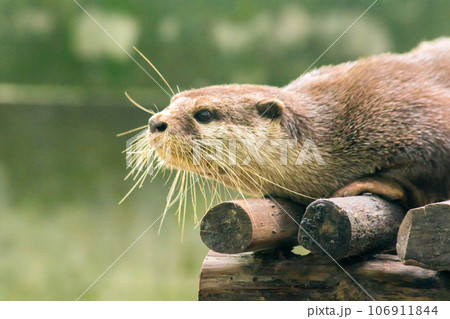 The small-clawed otter is a mammal. Live in water like to live in herds for food. The small-clawed otter is a mammal. Live in water like to live in herds for food. 106911844