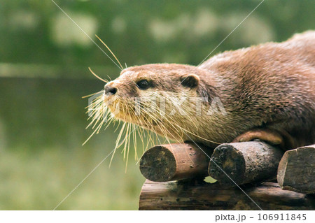 The small-clawed otter is a mammal. Live in water like to live in herds for food. The small-clawed otter is a mammal. Live in water like to live in herds for food. 106911845