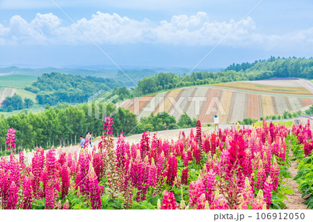 (北海道)美瑛・四季彩の丘 カラフルな花畑 (北海道)美瑛・四季彩の丘 カラフルな花畑 106912050