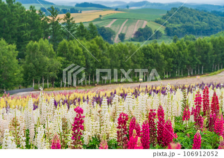 （北海道）美瑛・四季彩の丘　カラフルな花畑 106912052