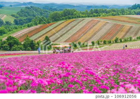 (北海道)美瑛・四季彩の丘 カラフルな花畑 (北海道)美瑛・四季彩の丘 カラフルな花畑 106912056