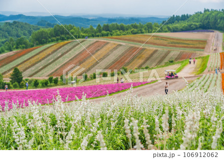 (北海道)美瑛・四季彩の丘 カラフルな花畑 (北海道)美瑛・四季彩の丘 カラフルな花畑 106912062
