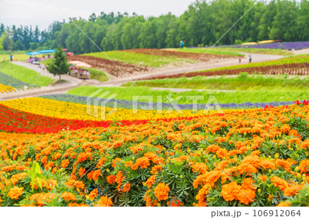 （北海道）美瑛・四季彩の丘　カラフルな花畑 106912064