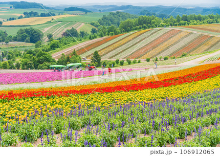 （北海道）美瑛・四季彩の丘　カラフルな花畑 106912065