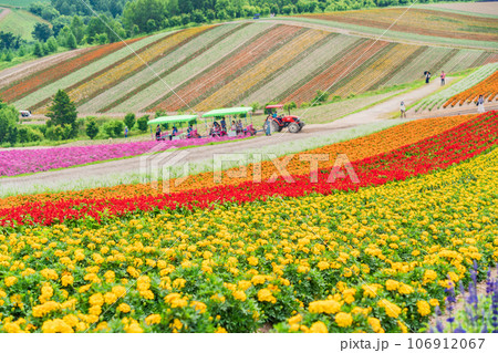 (北海道)美瑛・四季彩の丘 カラフルな花畑 (北海道)美瑛・四季彩の丘 カラフルな花畑 106912067