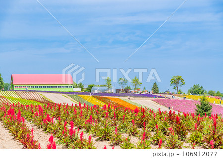 （北海道）美瑛・四季彩の丘　カラフルな花畑 106912077