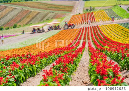 （北海道）美瑛・四季彩の丘　カラフルな花畑 106912088