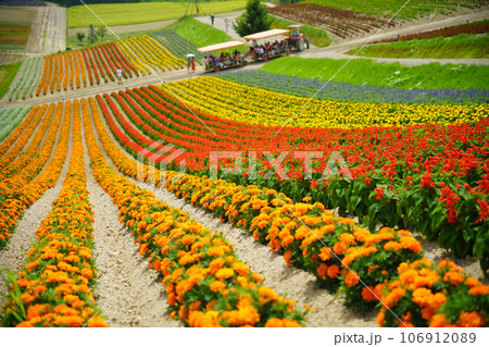 （北海道）美瑛・四季彩の丘　カラフルな花畑 106912089
