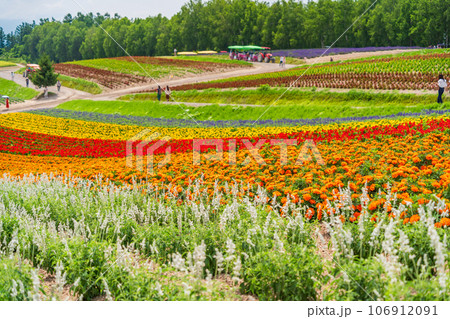 (北海道)美瑛・四季彩の丘 カラフルな花畑 (北海道)美瑛・四季彩の丘 カラフルな花畑 106912091