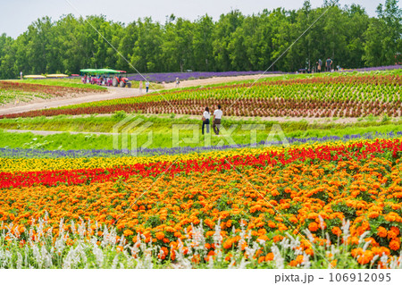 （北海道）美瑛・四季彩の丘　カラフルな花畑 106912095