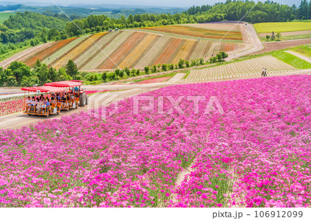 （北海道）美瑛・四季彩の丘　カラフルな花畑 106912099