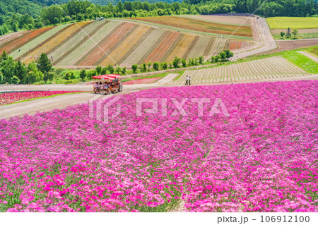 (北海道)美瑛・四季彩の丘 カラフルな花畑 (北海道)美瑛・四季彩の丘 カラフルな花畑 106912100