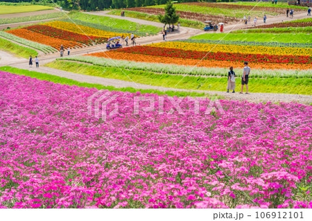 (北海道)美瑛・四季彩の丘 カラフルな花畑 (北海道)美瑛・四季彩の丘 カラフルな花畑 106912101