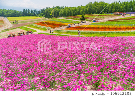 （北海道）美瑛・四季彩の丘　カラフルな花畑 106912102