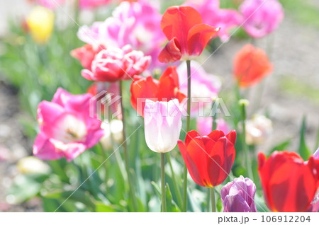 チュウリップ 106912204