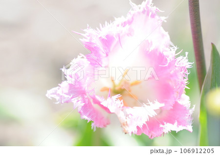 チュウリップ 106912205