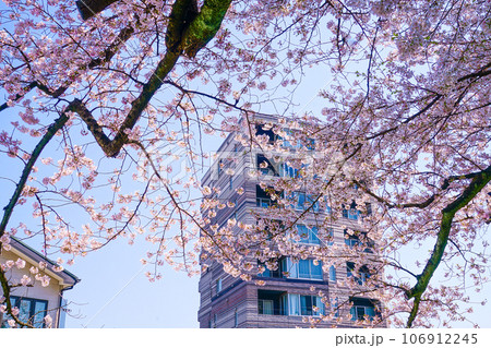 晴天の空と桜とマンション 晴天の空と桜とマンション 106912245