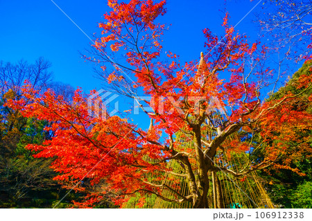 鮮やかな紅葉のイメージ 106912338