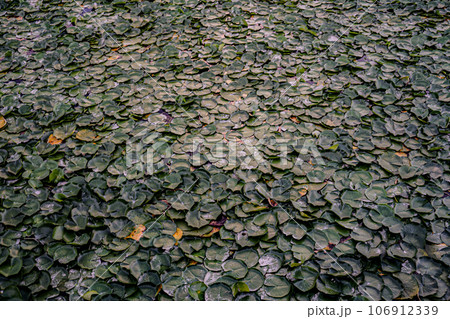 蓮の葉と池 106912339