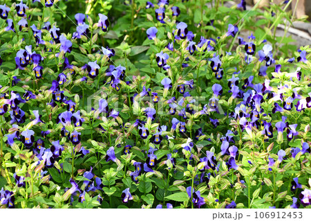 群生するトレニア 106912453