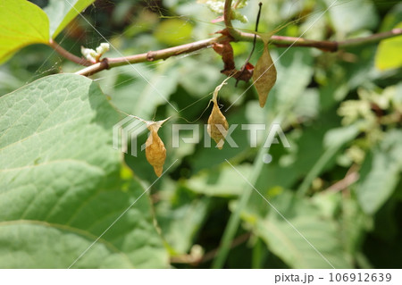 オオトリノフンダマシの卵、鳥の糞によく似たクモの卵 106912639