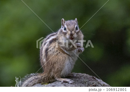 シマリスです! シマリスです! 106912801