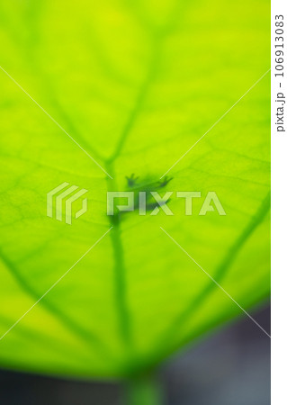 ニホンアマガエル　日本雨蛙　Dryophytes japonicus　蓮の葉　カエル　蛙　季節 106913083