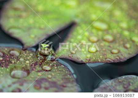ニホンアマガエル　日本雨蛙　Dryophytes japonicus　蓮の葉　カエル　蛙　季節 106913087
