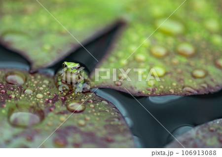 ニホンアマガエル　日本雨蛙　Dryophytes japonicus　蓮の葉　カエル　蛙　季節 106913088