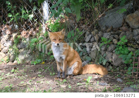 キタキツネ 106913271