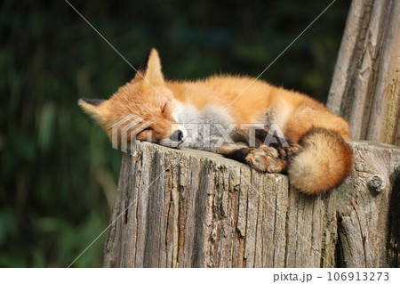 キタキツネ 106913273