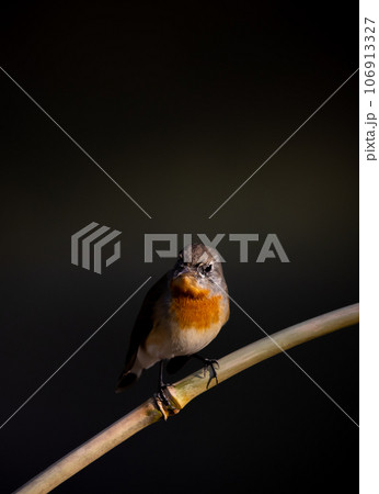 Red-breasted Flycatcher on the branch tree animalportrait. 106913327