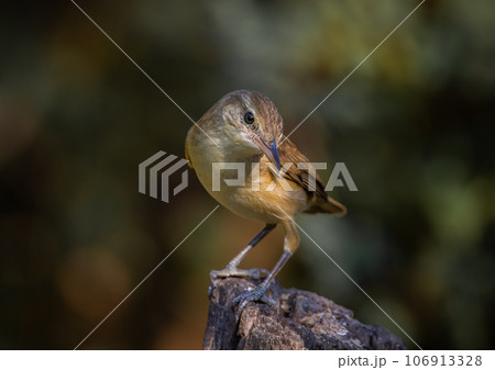 Oriental Reed Warbler Standing on a tree stump with a black background. 106913328