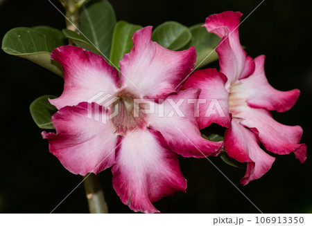 Impala Lily, Pink Bignonia close up shot. 106913350