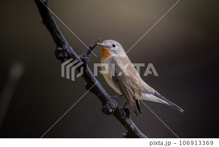 Red-breasted Flycatcher on the branch tree animalportrait. 106913369