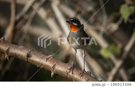 Siberian Rubythroat, Red-necked Nightingale on a branch ( Animal portrait ) 106913386