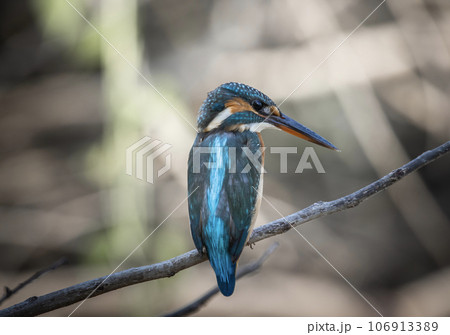 Common Kingfisher on the branch tree animal portrait. 106913389